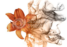 3D обои с рисунком лилии Design Studio 3D Цветочная дымка CD-013
